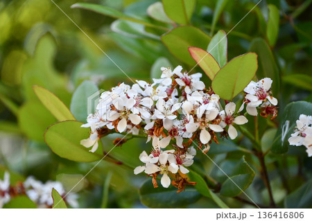 シャリンバイ　Yeddo Hawthorn 136416806