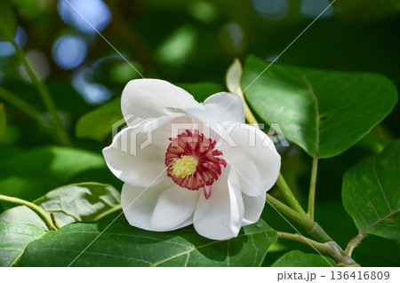 オオバオオヤマレンゲ Large-leaved Magnolia オオバオオヤマレンゲ Large-leaved Magnolia 136416809