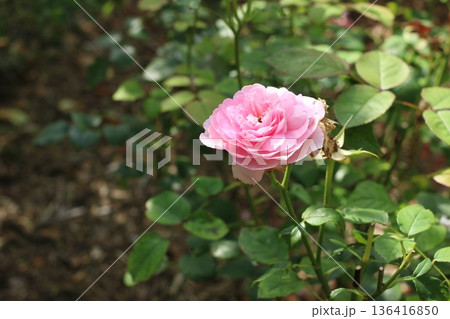 ローズガーデンで満開のピンクローズ 136416850