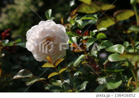 ローズガーデンで満開の白薔薇 ローズガーデンで満開の白薔薇 136416852