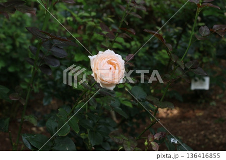 ローズガーデンの白薔薇 ローズガーデンの白薔薇 136416855