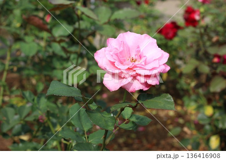 秋のバラ園に咲くピンクの薔薇 136416908