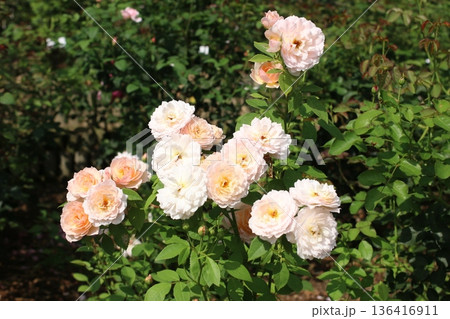 満開の薔薇が咲き誇る白色のバラ 136416911
