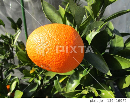 若木に実ったミカンの実 136416973