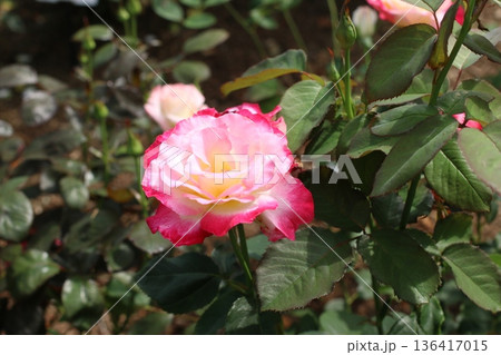 ピンクのバラが咲き誇る庭 136417015