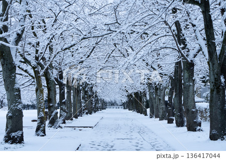 雪が積もった桜並木 雪が積もった桜並木 136417044
