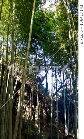 鎌倉の竹林 136417143