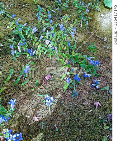 鎌倉の草花 136417145