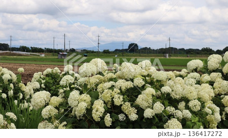 田園地帯に咲く白い紫陽花と遠くに筑波山　上坪山の紫陽花ロード 136417272