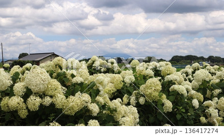田園地帯に咲く白い紫陽花と遠くに筑波山　上坪山の紫陽花ロード 136417274