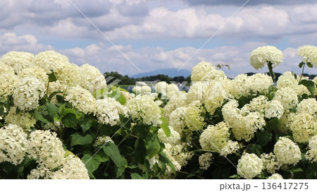 田園地帯に咲く白い紫陽花と遠くに筑波山　上坪山の紫陽花ロード 136417275