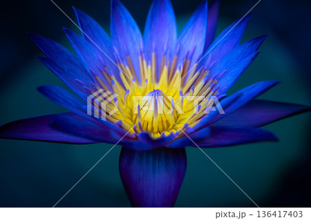 水面に浮かぶ睡蓮の花 136417403