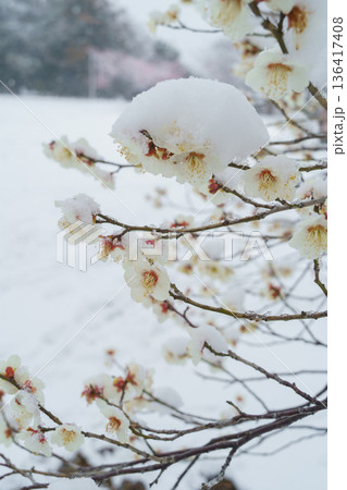 積雪する梅の花 積雪する梅の花 136417408