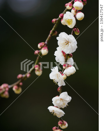 白い枝垂れ梅の花 136417547