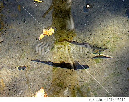 尾瀬の木道からの浅瀬に浮かぶイワナとその魚影 136417612