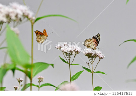 京都御苑 藤袴とツマグロヒョウモン(求愛行動) 京都御苑 藤袴とツマグロヒョウモン(求愛行動) 136417613