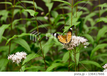 革堂（行願寺）ツマグロヒョウモン 136417666