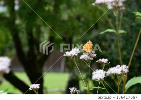 革堂（行願寺）ツマグロヒョウモン 136417667