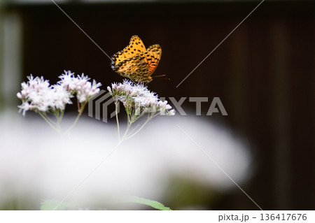 革堂（行願寺）ツマグロヒョウモン 136417676