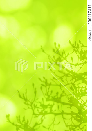 やわらかな陽射しを背景に、春を待つモクレンの蕾シルエット 136417853