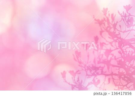 やわらかな陽射しを背景に、花開くモクレンのシルエット 136417856