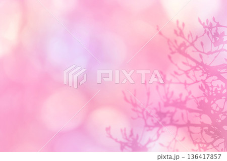 やわらかな陽射しを背景に、春を待つモクレンの蕾シルエット 136417857