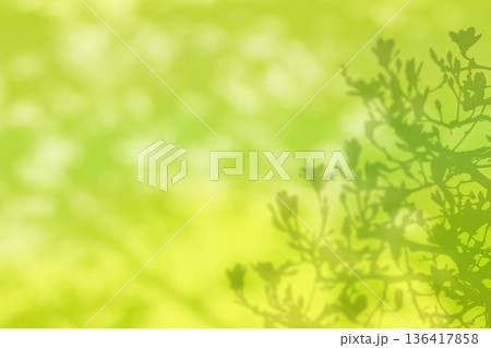 やわらかな陽射しを背景に、花開くモクレンのシルエット 136417858