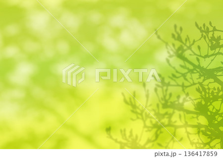 やわらかな陽射しを背景に、春を待つモクレンの蕾シルエット 136417859