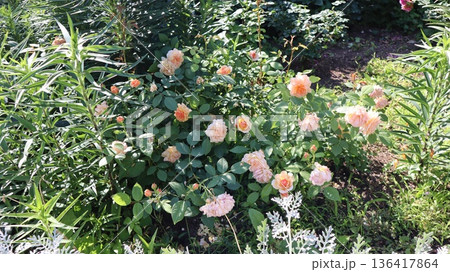 薔薇のある風景 七ツ洞公園 薔薇のある風景 七ツ洞公園 136417864