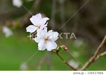 京都御苑 啓翁桜 京都御苑 啓翁桜 136417866