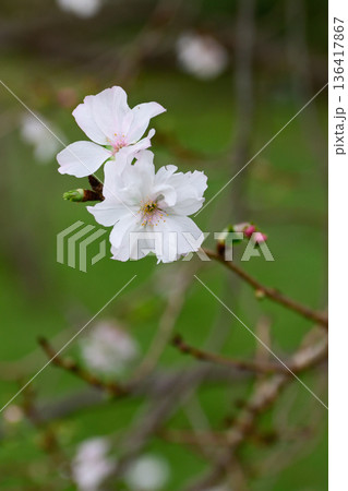 京都御苑　啓翁桜 136417867