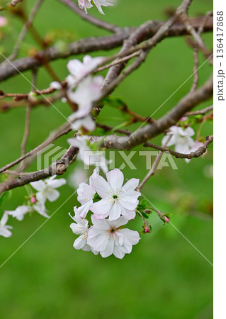 京都御苑 啓翁桜 京都御苑 啓翁桜 136417868