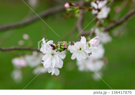 京都御苑 啓翁桜 京都御苑 啓翁桜 136417870