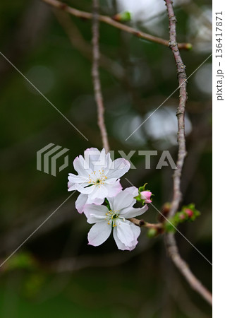 京都御苑 啓翁桜 京都御苑 啓翁桜 136417871