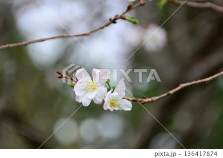 京都御苑 啓翁桜 京都御苑 啓翁桜 136417874