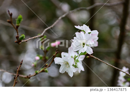 京都御苑 啓翁桜 京都御苑 啓翁桜 136417875