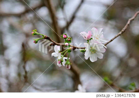 京都御苑　啓翁桜 136417876
