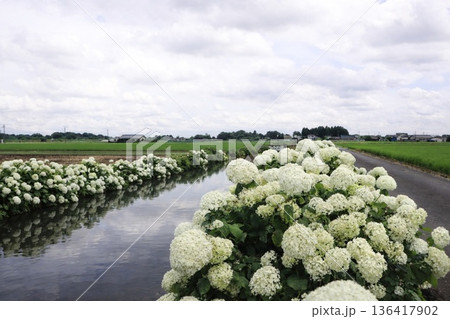 紫陽花の並木と水面に映る空　上坪山の紫陽花ロード 136417902