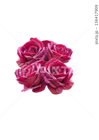 A red rose, standing out from the background. A red rose, standing out from the background. 136417909