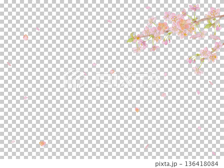 河津櫻花水彩插畫背景素材 136418084