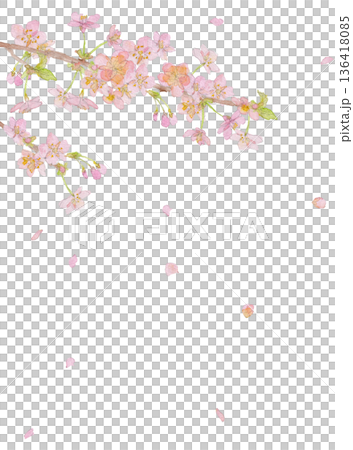 河津櫻花水彩插畫背景素材 136418085