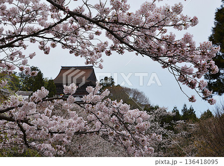 金峯山寺を桜の隙間から展望した風景（吉野） 136418095