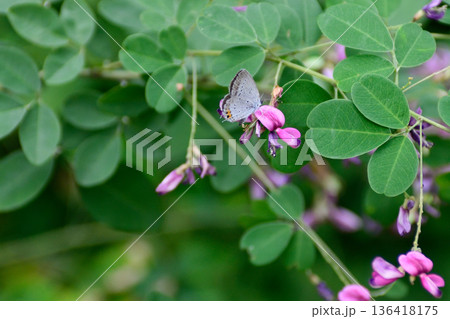 梨木神社 萩の宮 梨木神社 萩の宮 136418175