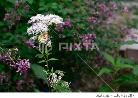 梨木神社　藤袴とツマグロヒョウモン 136418297