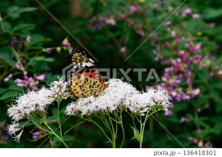 梨木神社　藤袴とツマグロヒョウモン 136418301