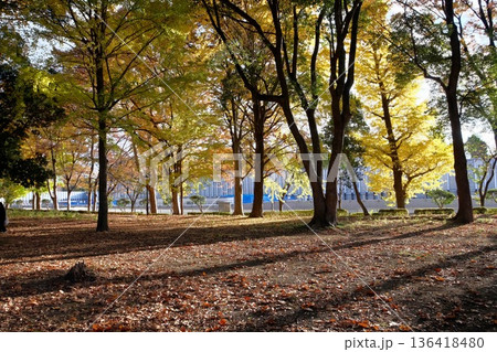秋の城北中央公園 136418480