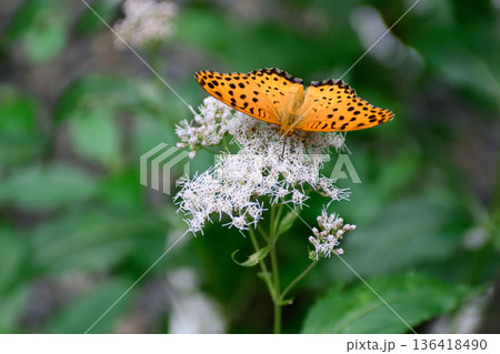 革堂（行願寺）藤袴とツマグロヒョウモン 136418490