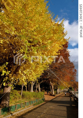 秋の城北中央公園 秋の城北中央公園 136418495