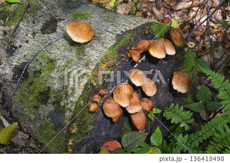 ツキヨタケ 136418498