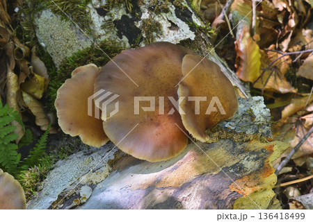 ツキヨタケ 136418499